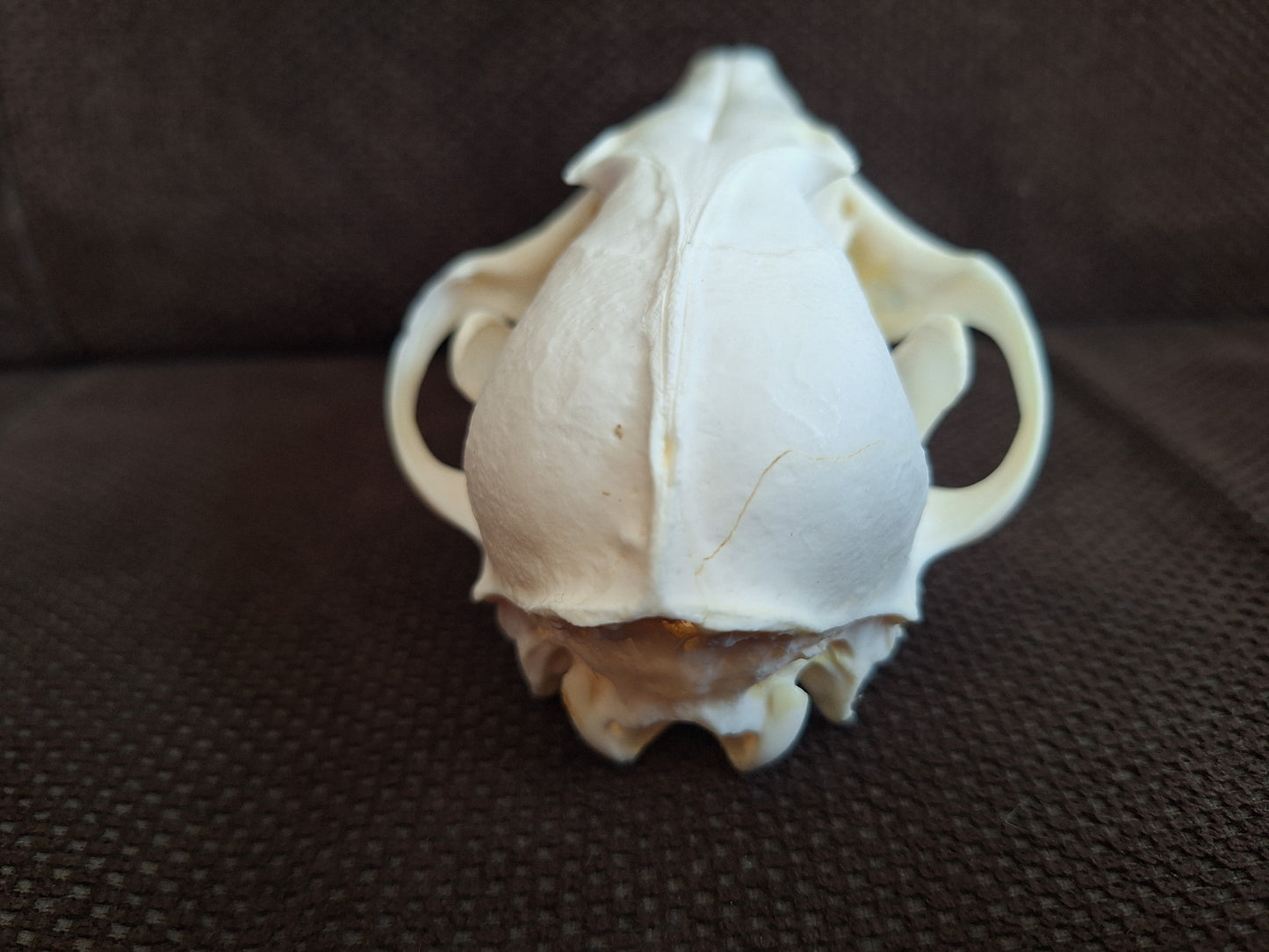 Fox skull #17