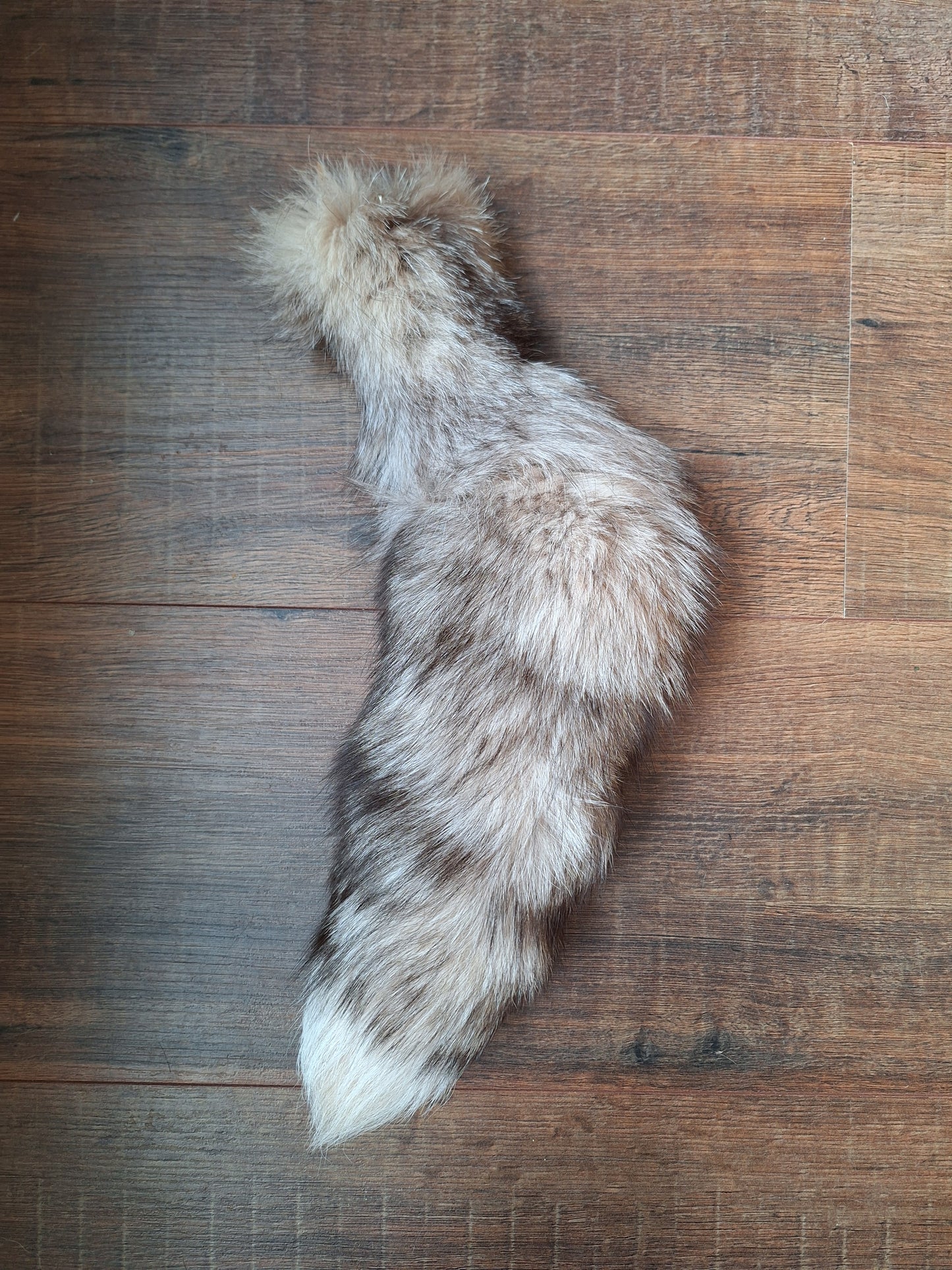 Painted silverfox tail