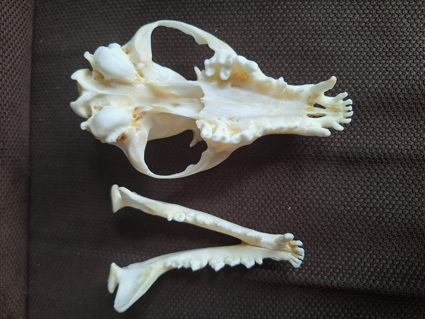 Fox skull #22