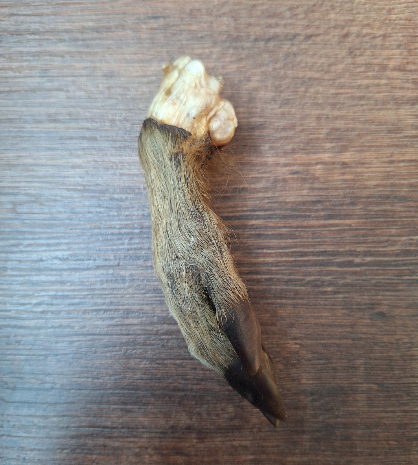 Wild boar lower legs