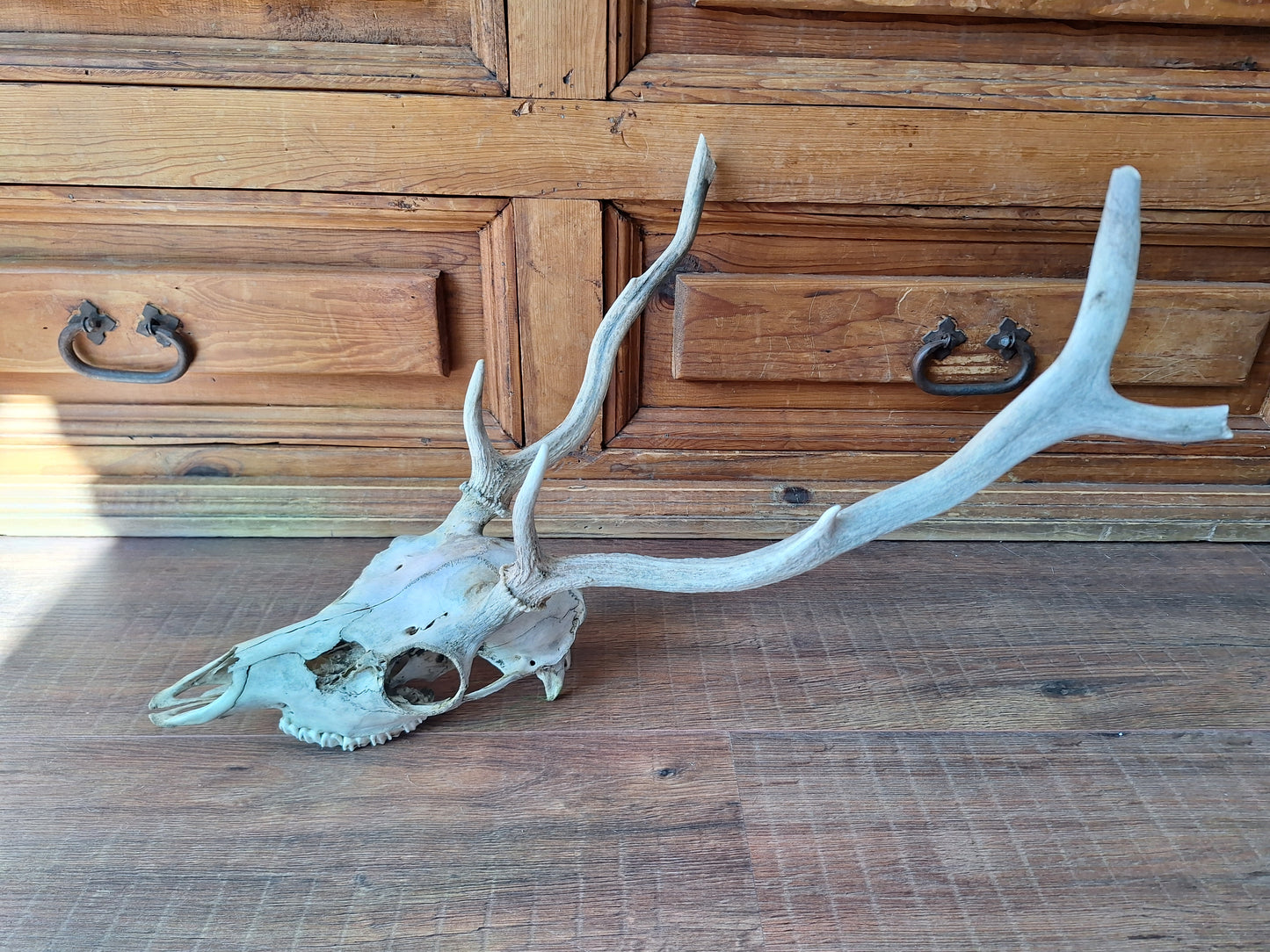 Red deer skull #2