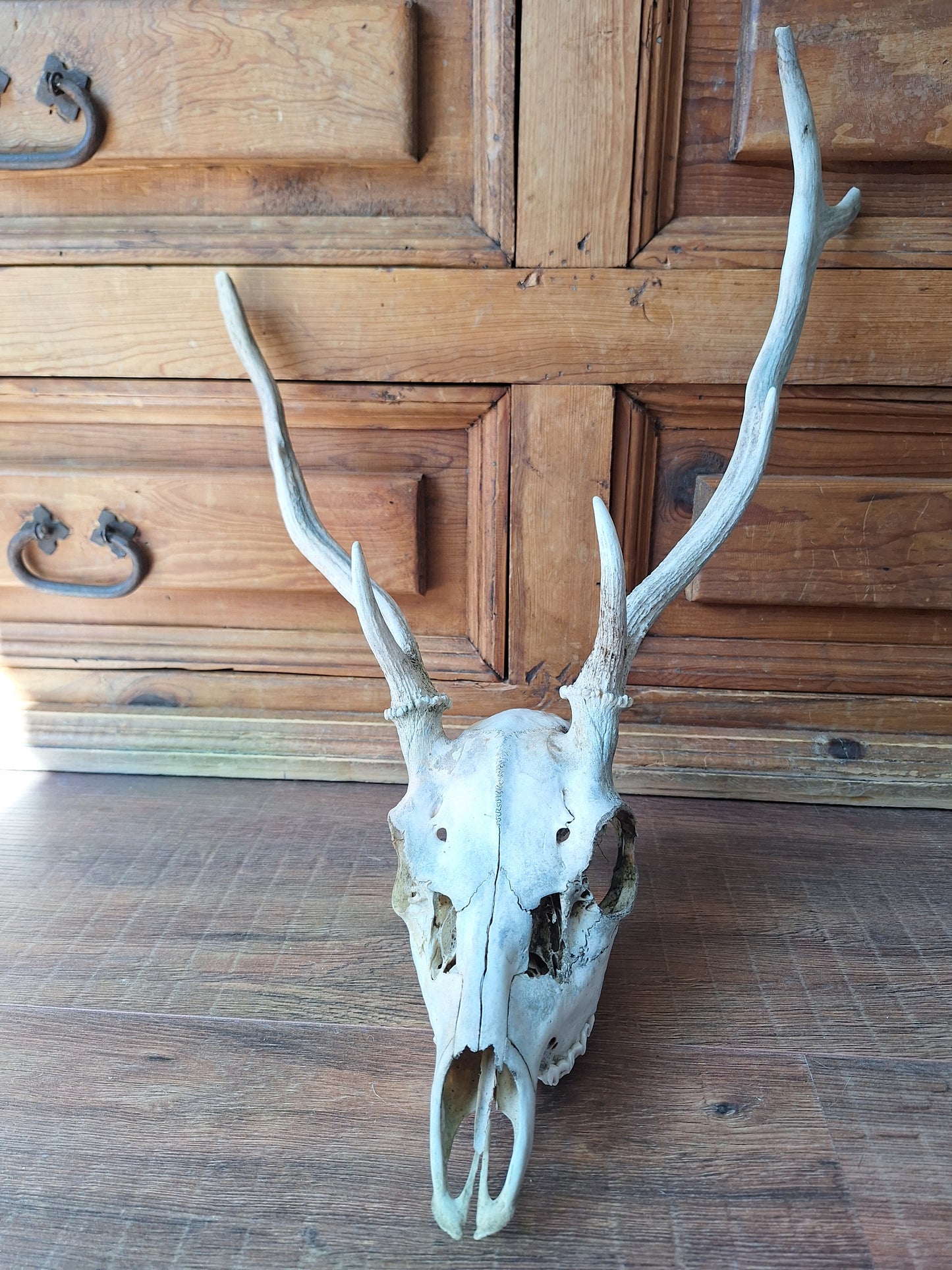 Red deer skull #2