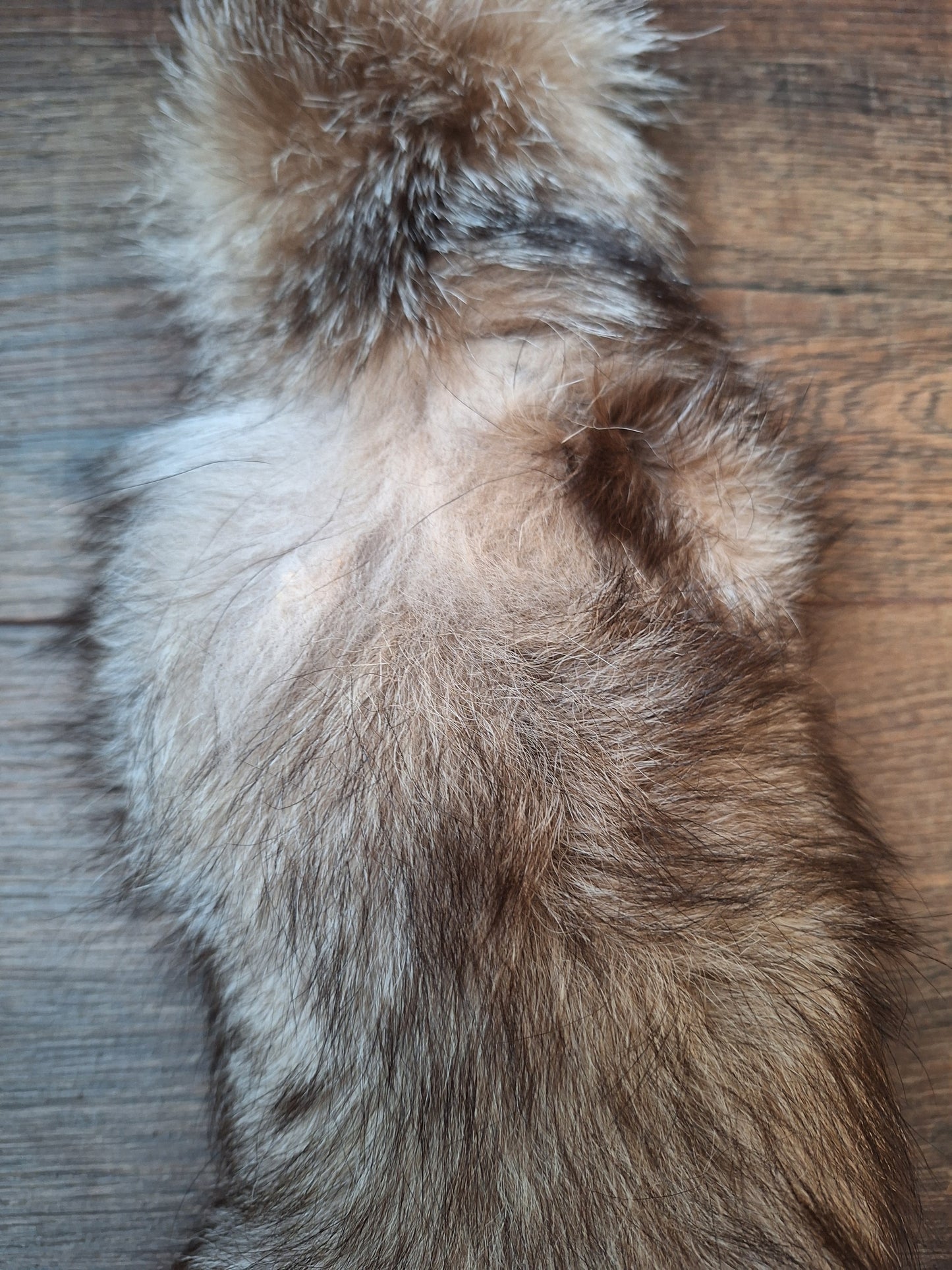 Painted silverfox tail