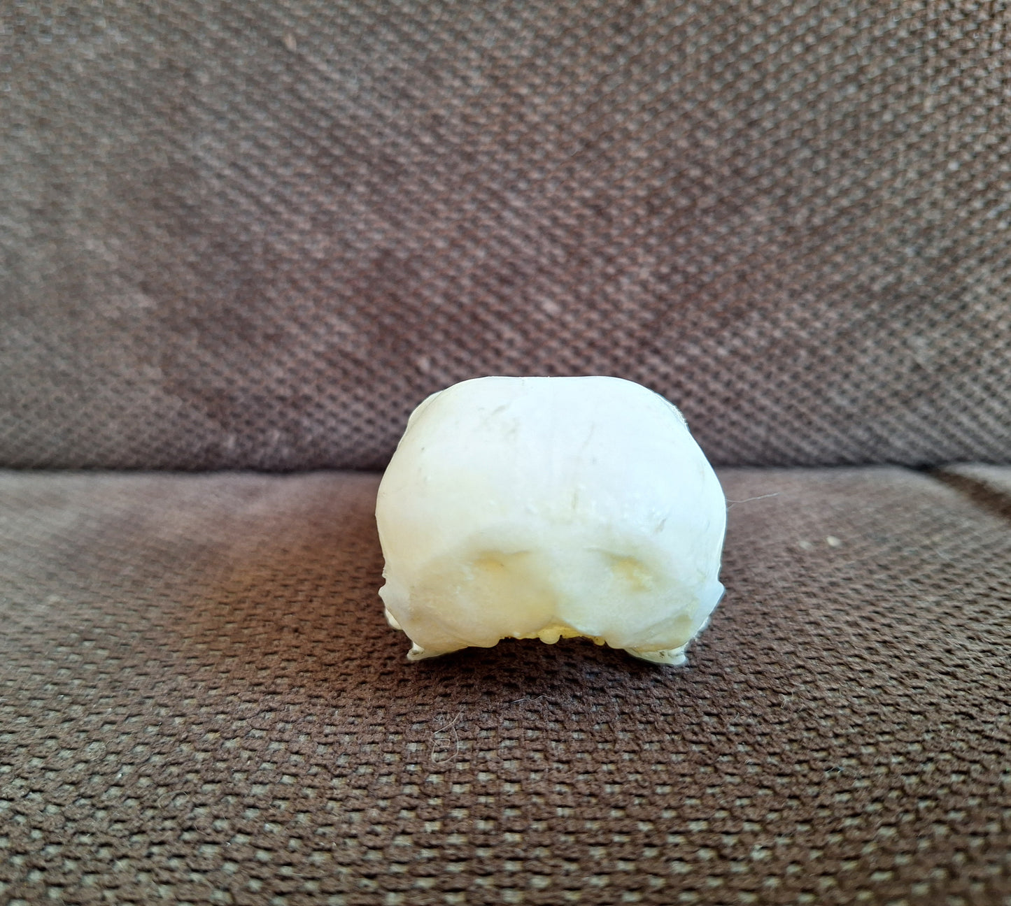 Crow skull #33