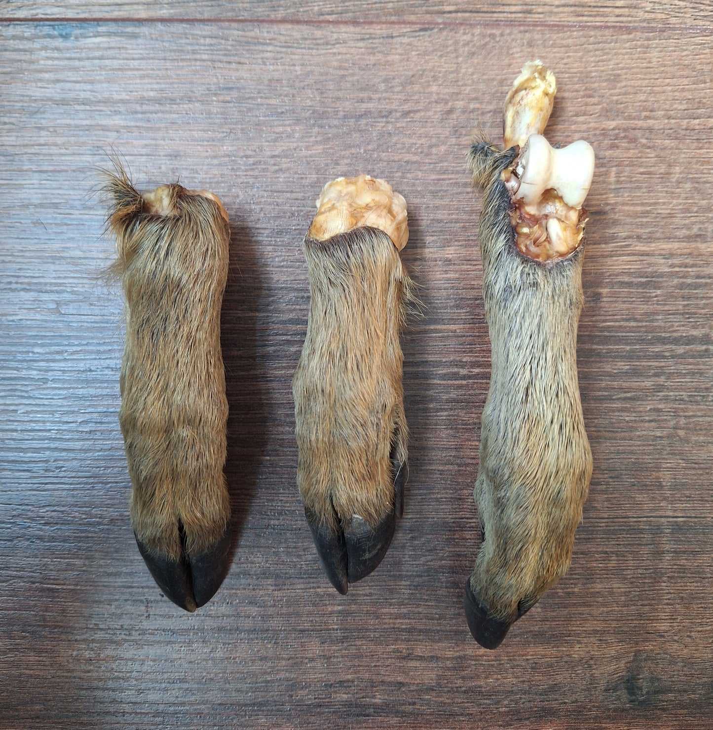Wild boar lower legs