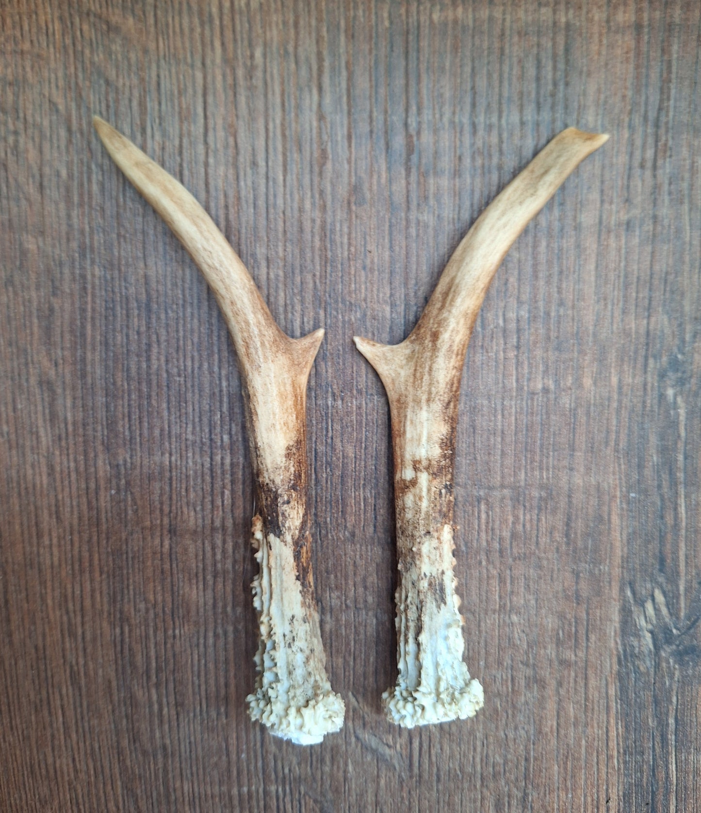 Roe deer antlers, set of two