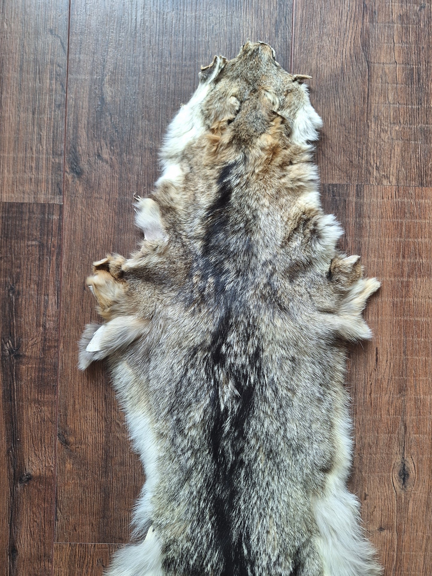 Cape fox hide #2