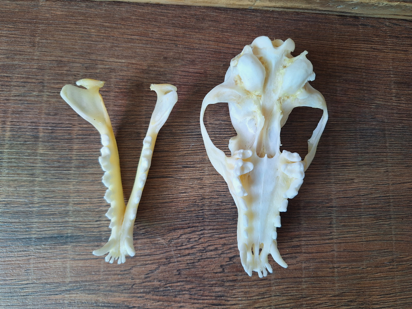 Fox skull #18