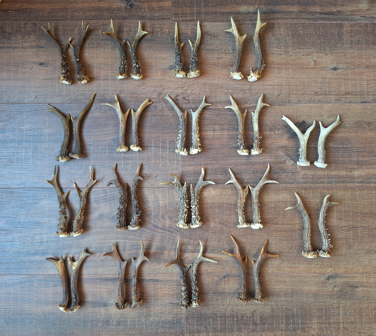 Roe deer antlers, set of two