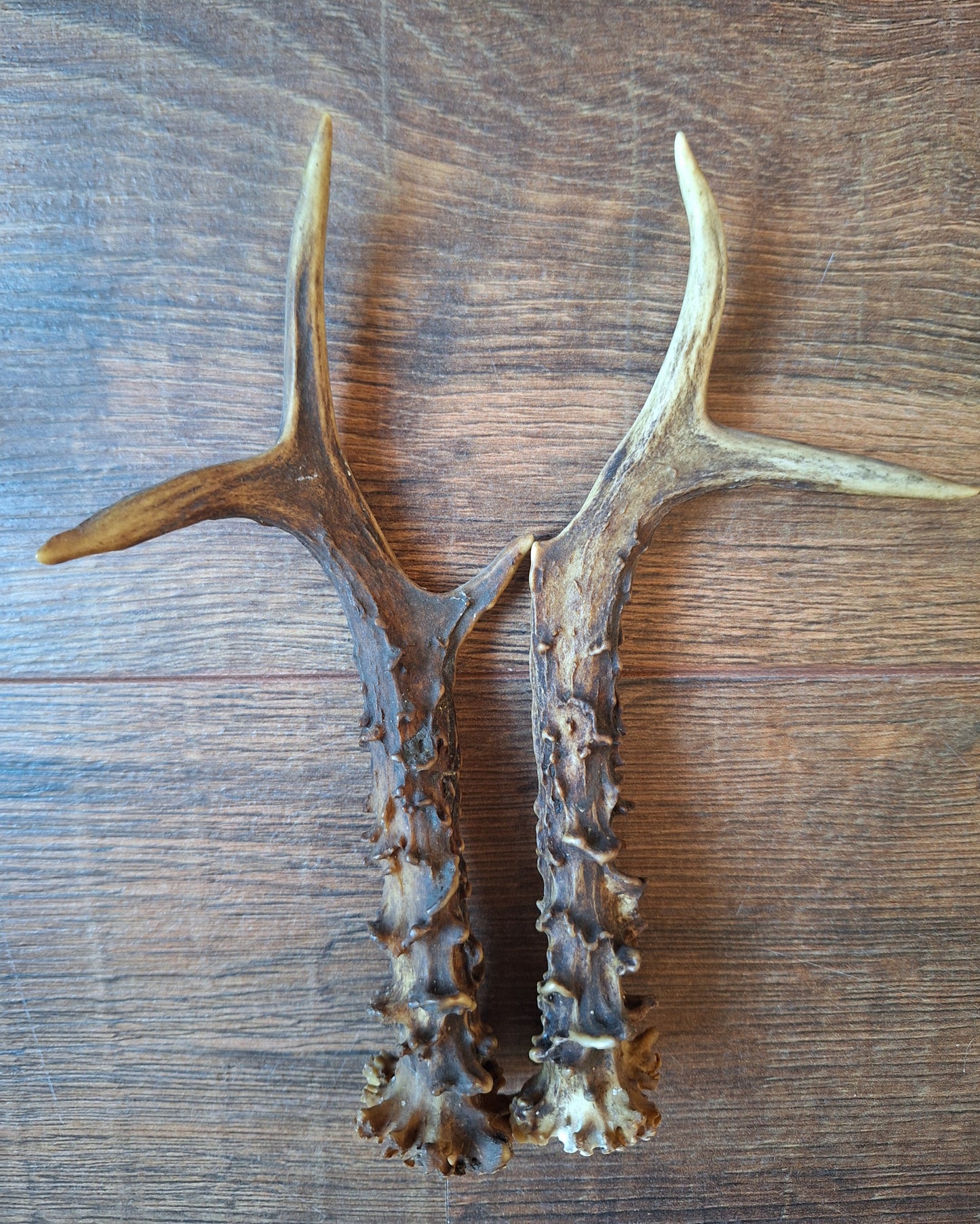 Roe deer antlers, set of two