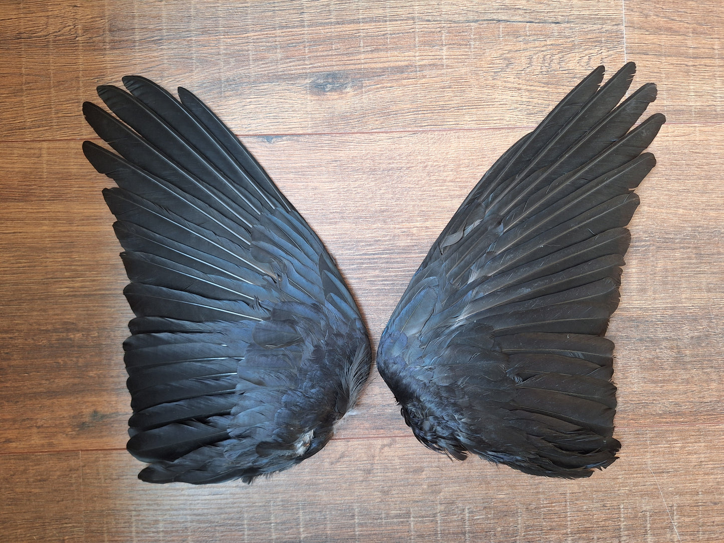 Crow set of wings #27