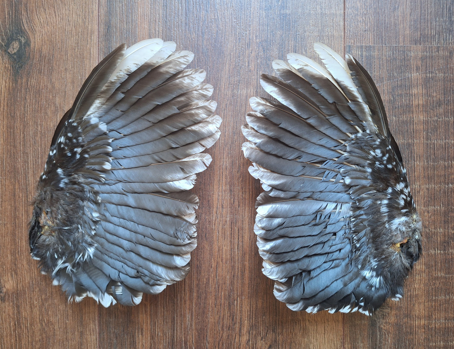 Chicken set of wings