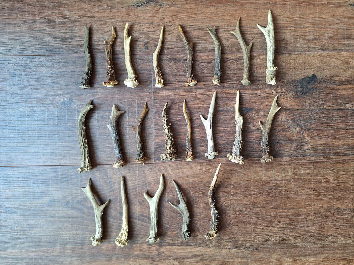 Roe deer antlers small, single