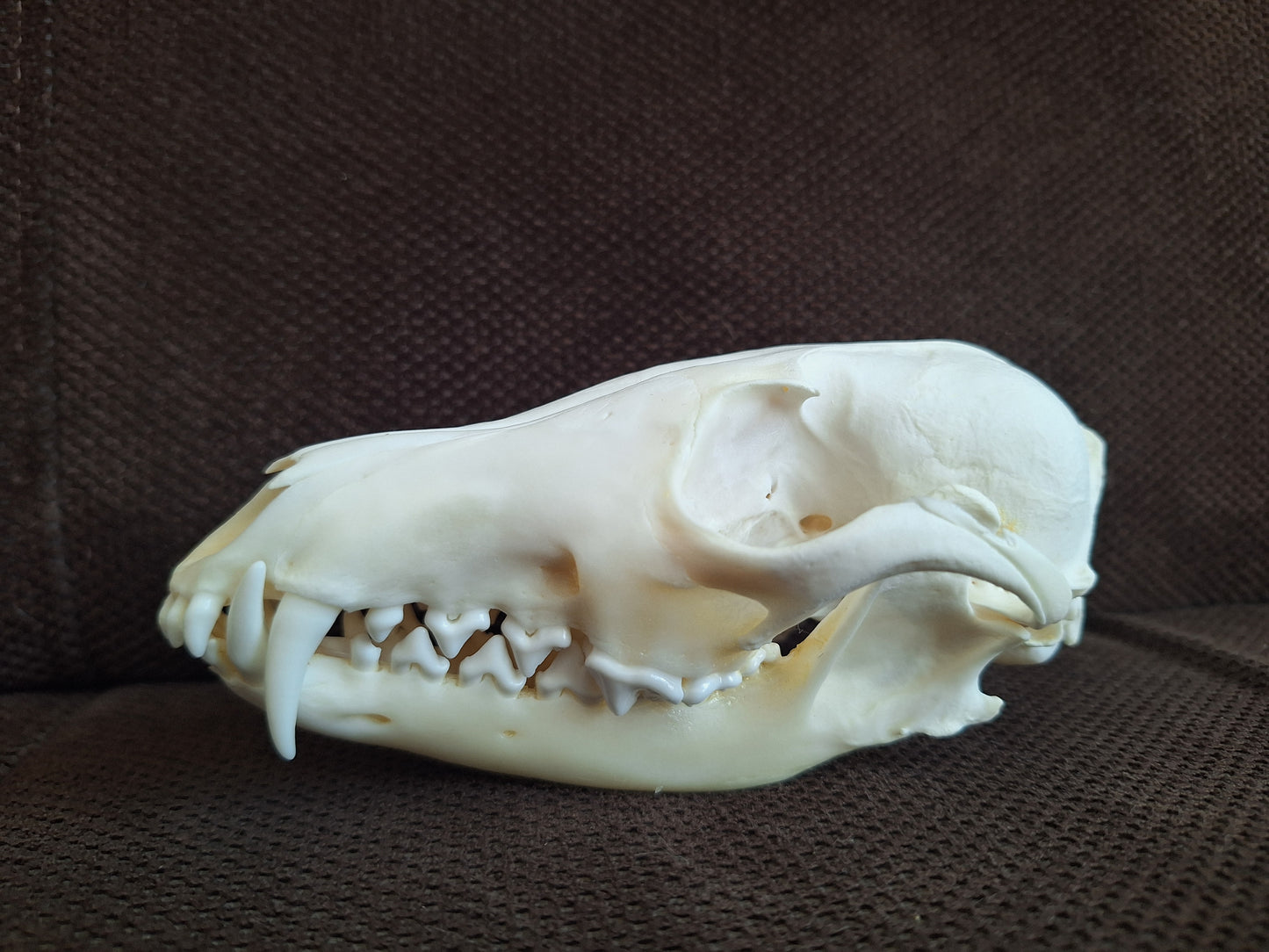 Fox skull #17
