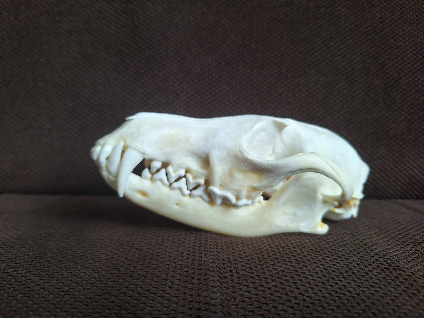 Fox skull #21