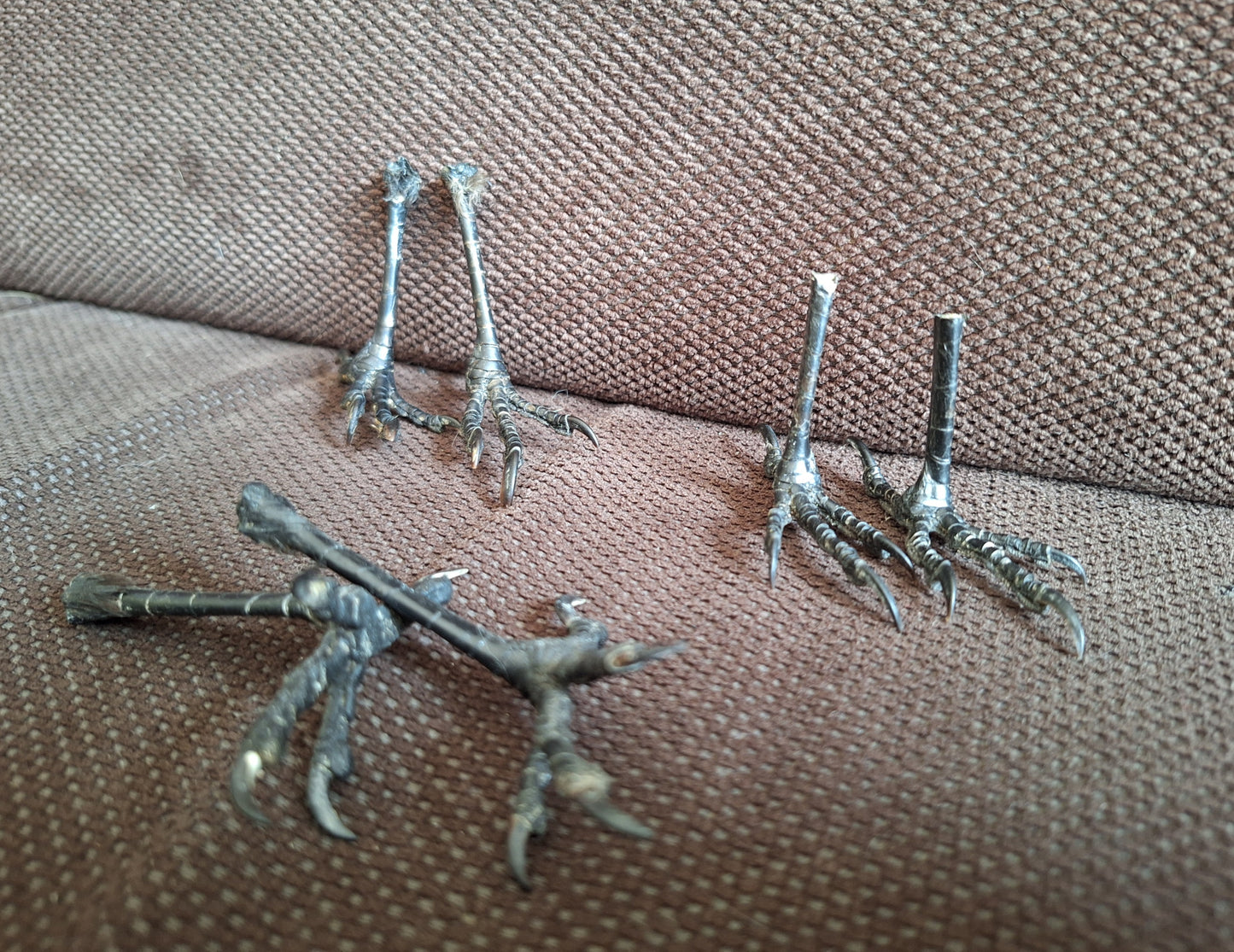 Jackdaw claws pair, standing-shape, B-quality