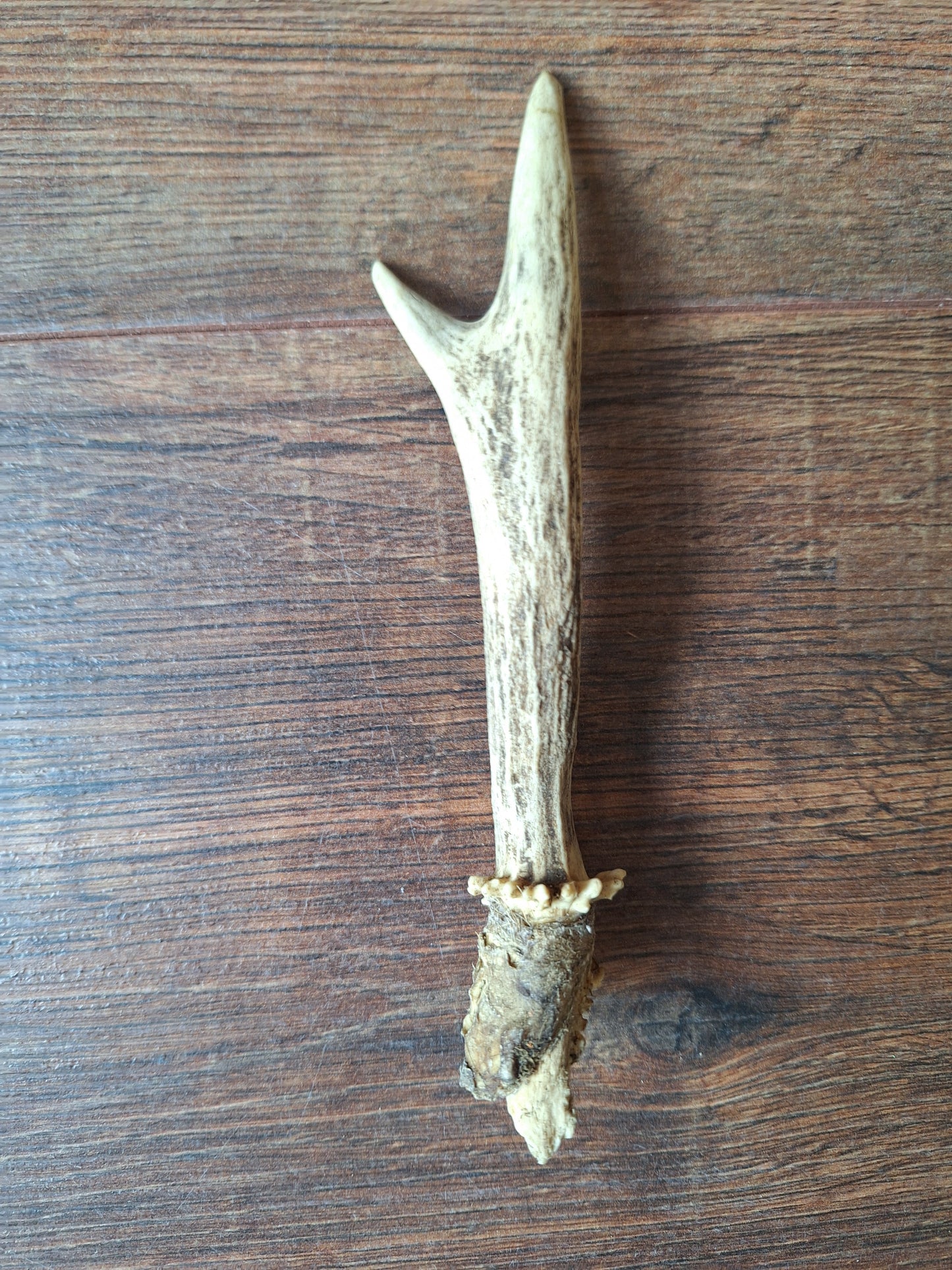 Roe deer antlers small, single