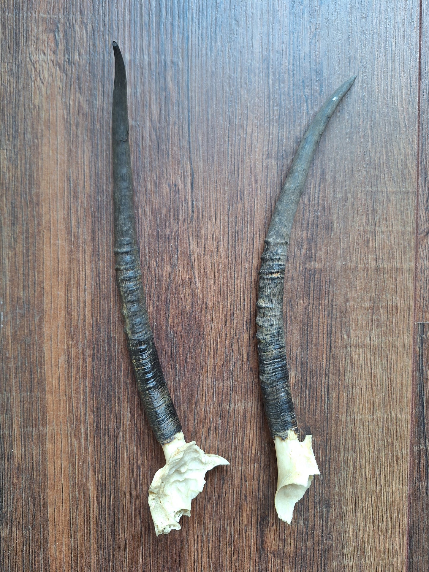 Dorcas gazelle horns, set of 2