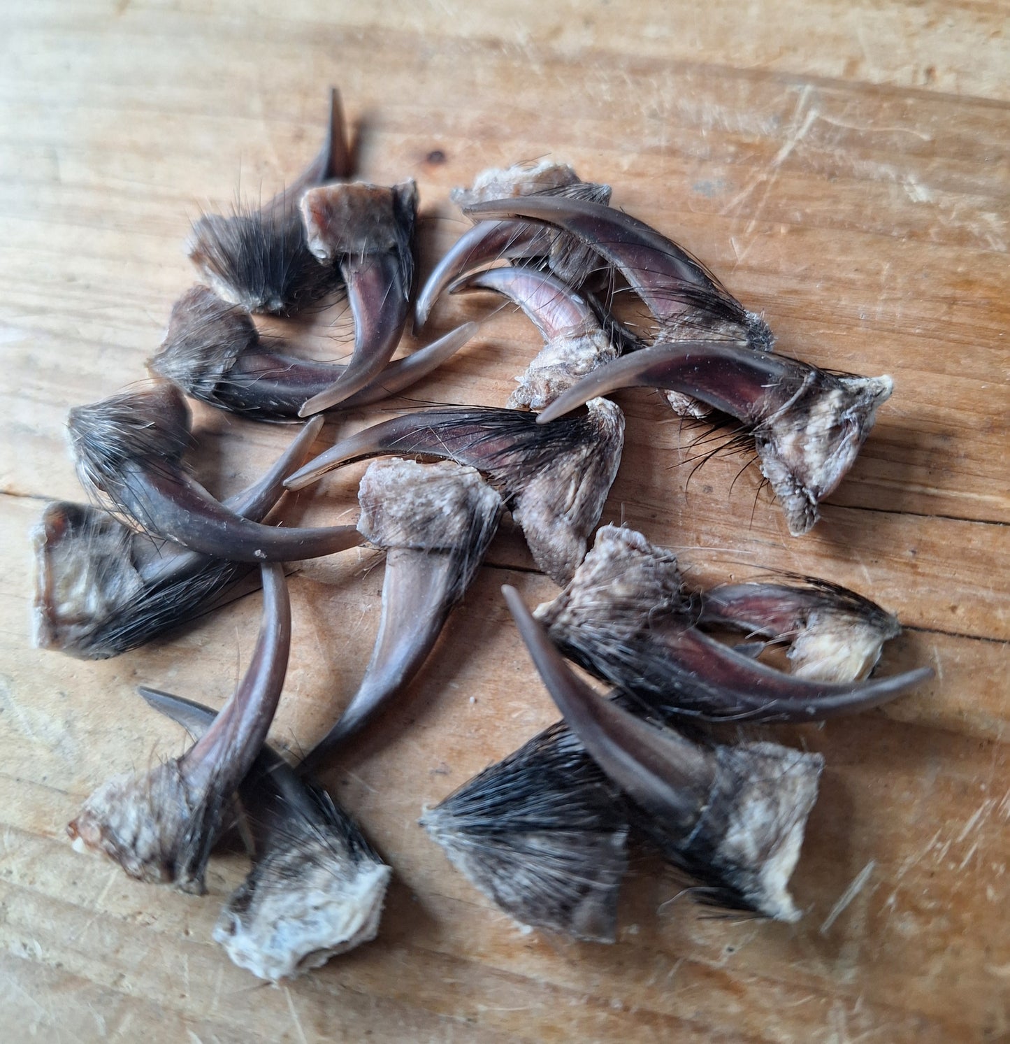 Badger claws #5