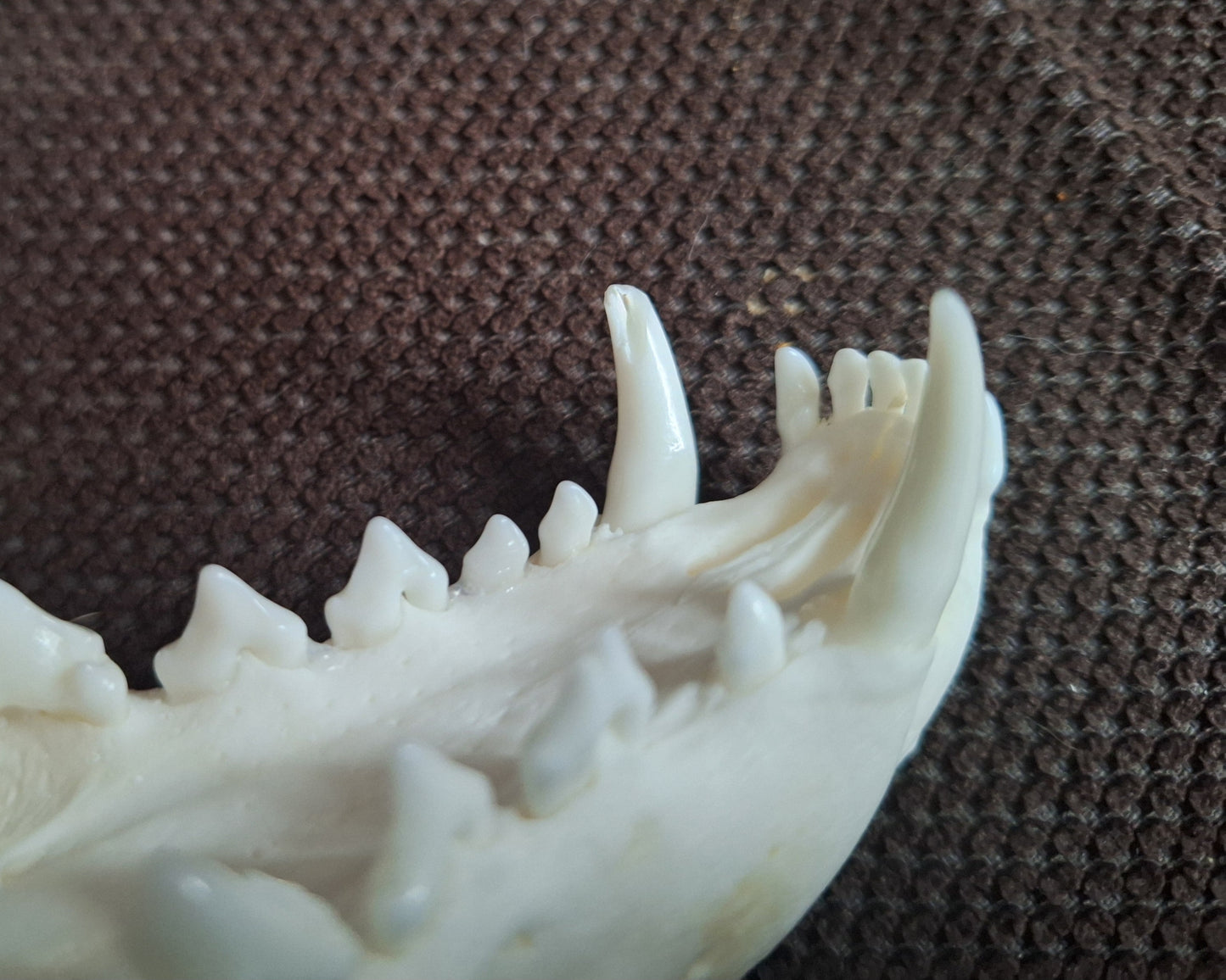 Fox skull #23