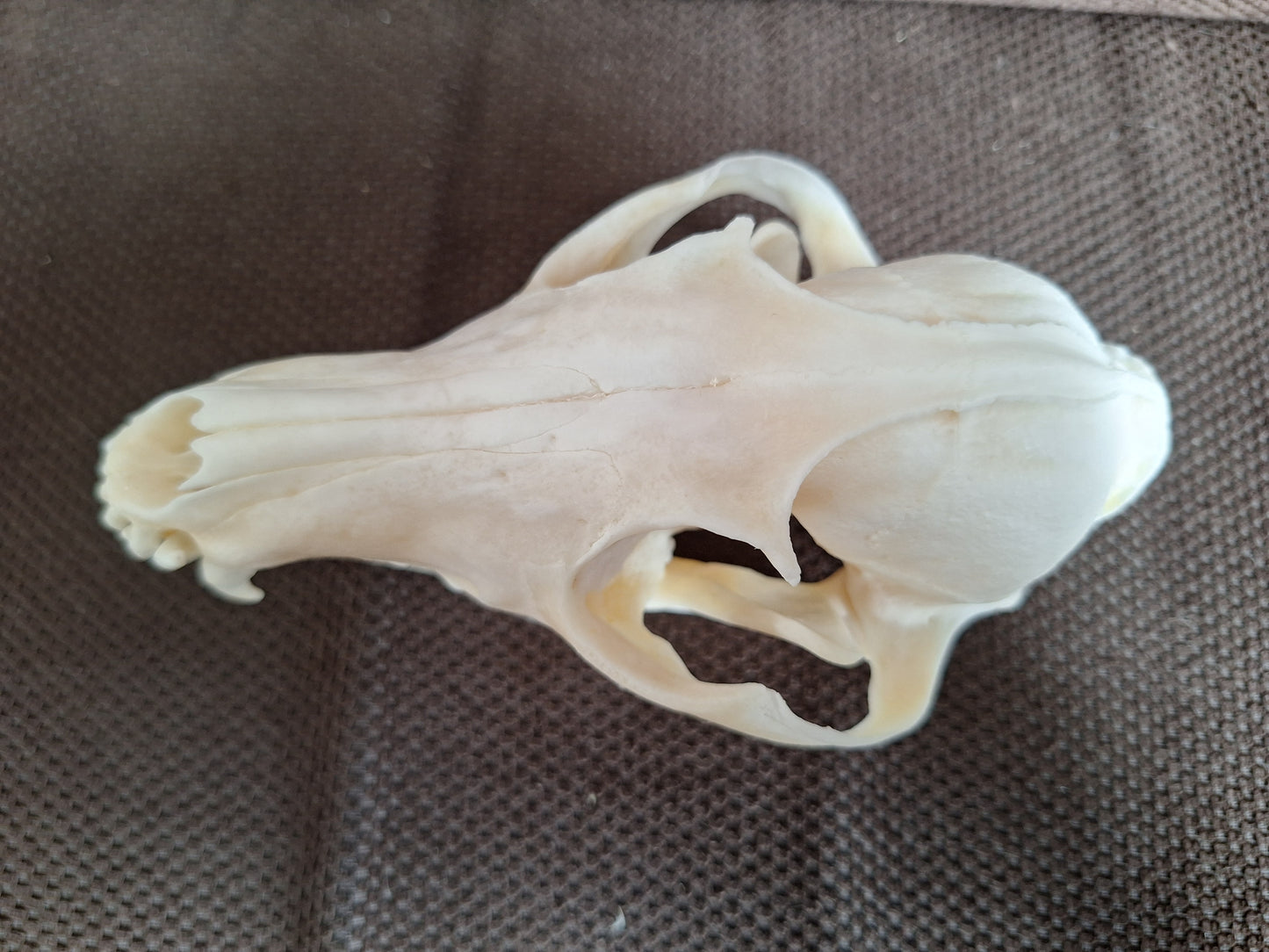 Fox skull #22