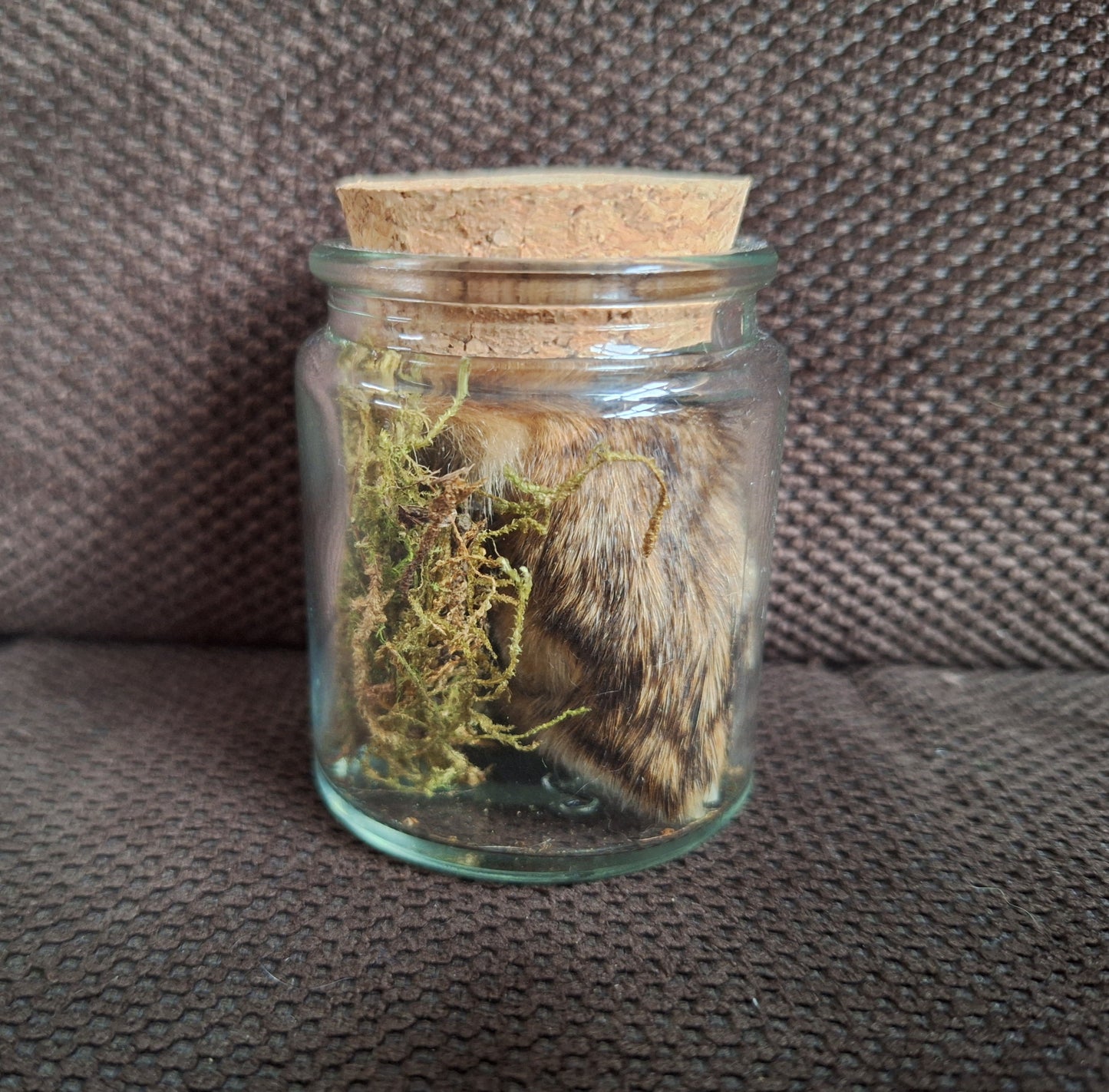 Fox paws, B-quality, in glass jar