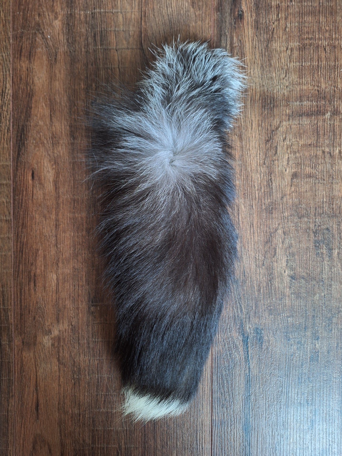 Silverfox tails