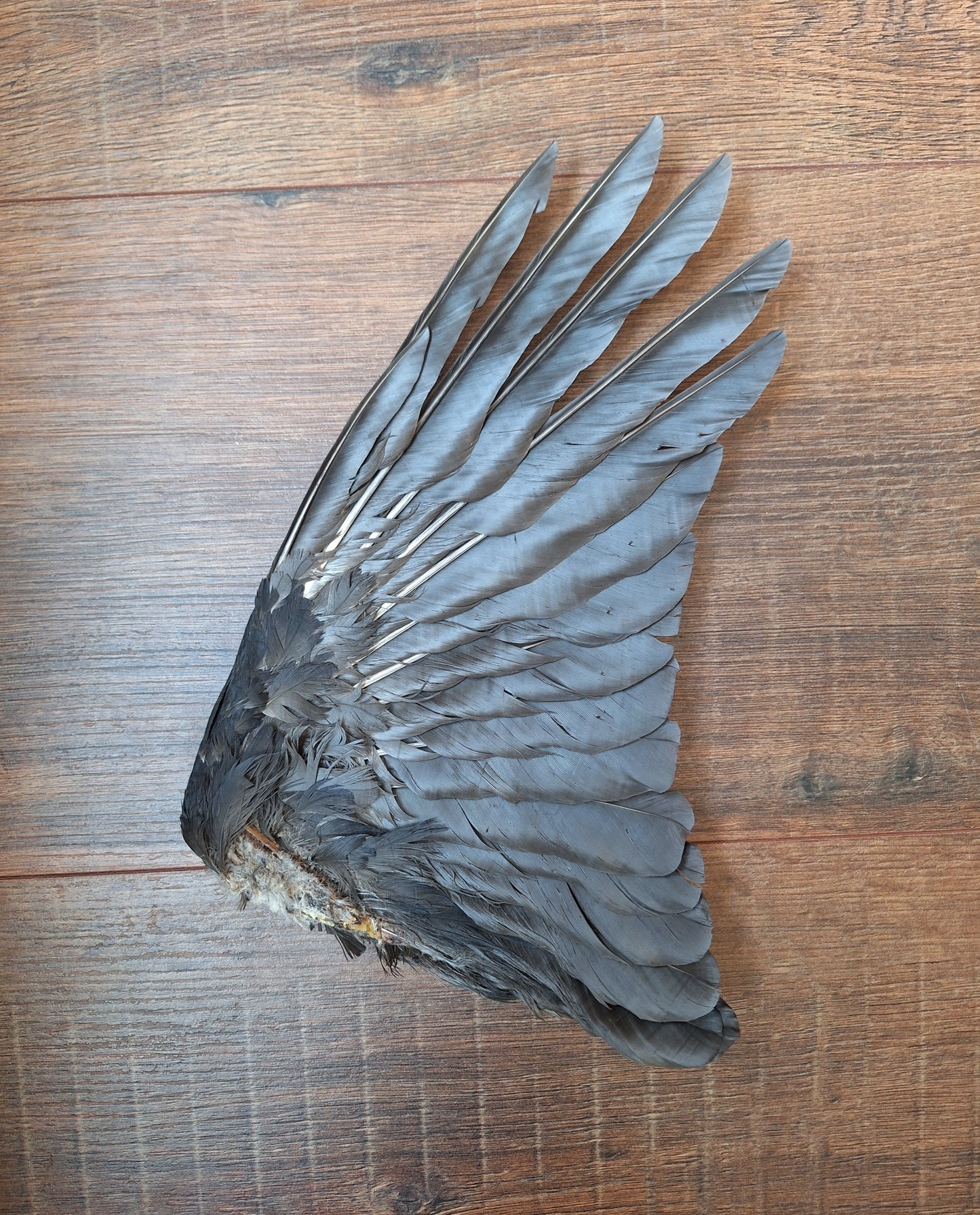Crow single wing #38