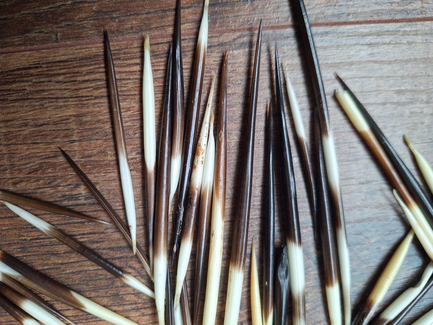 Set of small porcupine quills