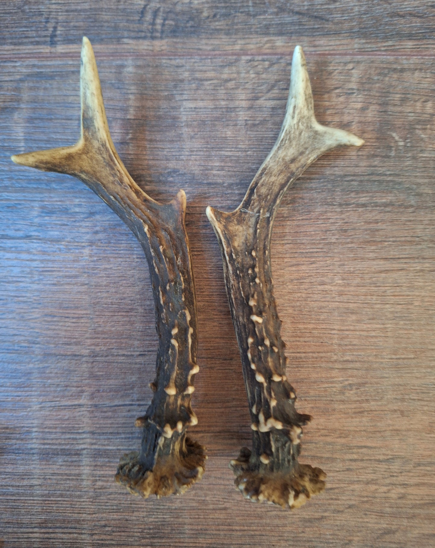 Roe deer antlers, set of two