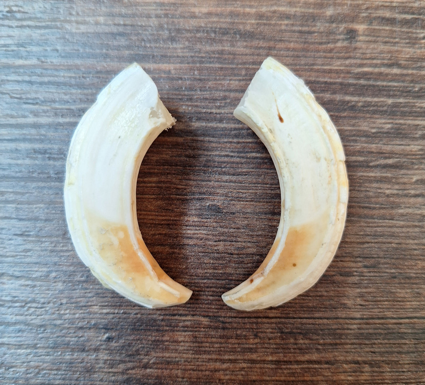 Wild boar upper jaw tusks, set of two