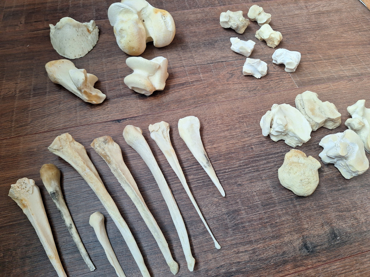 Horse leg bones, crafting sets