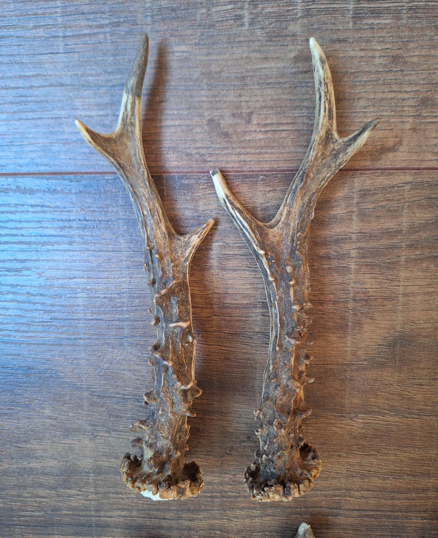Roe deer antlers, set of two