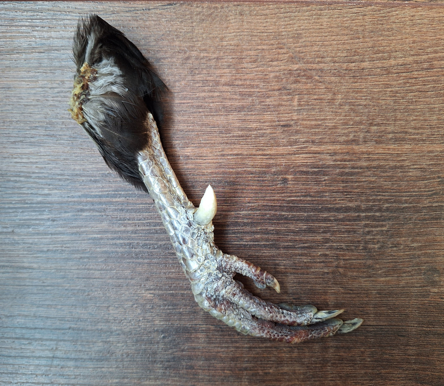 Chicken lower leg