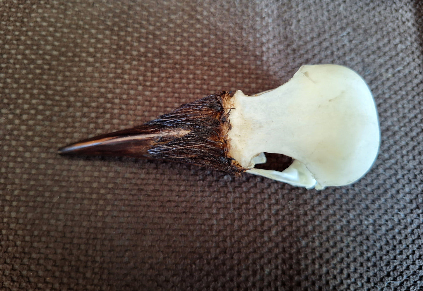 Crow skull #30