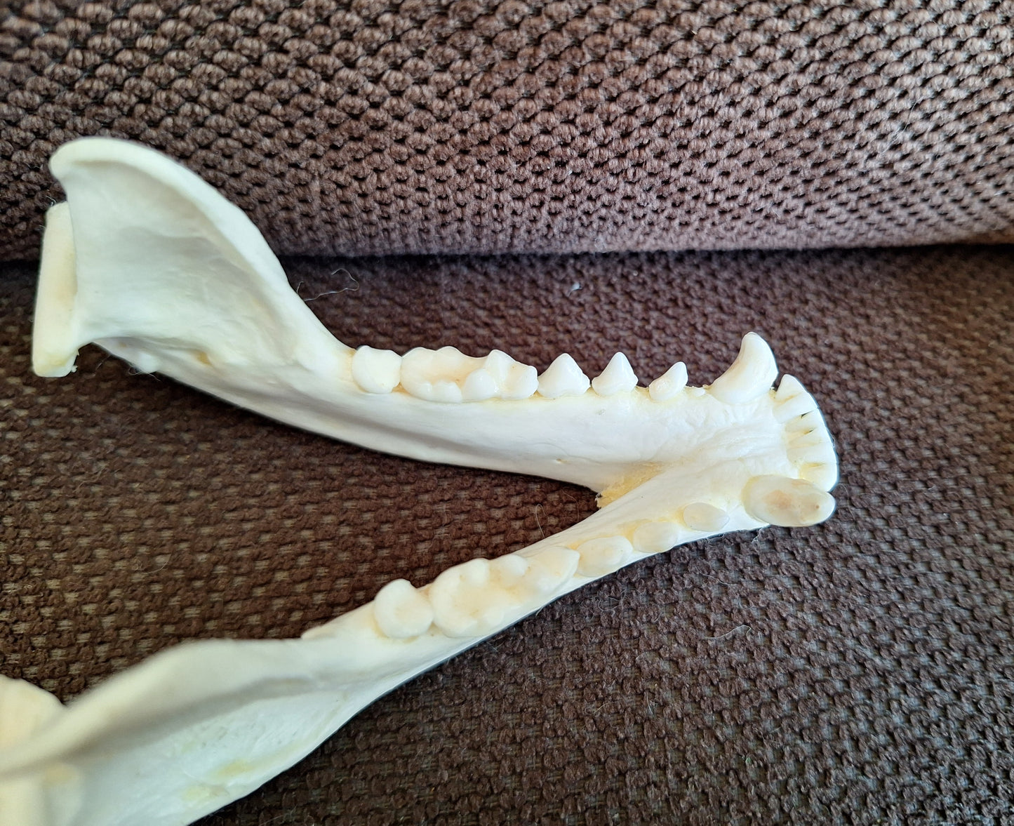 Badger skull #9