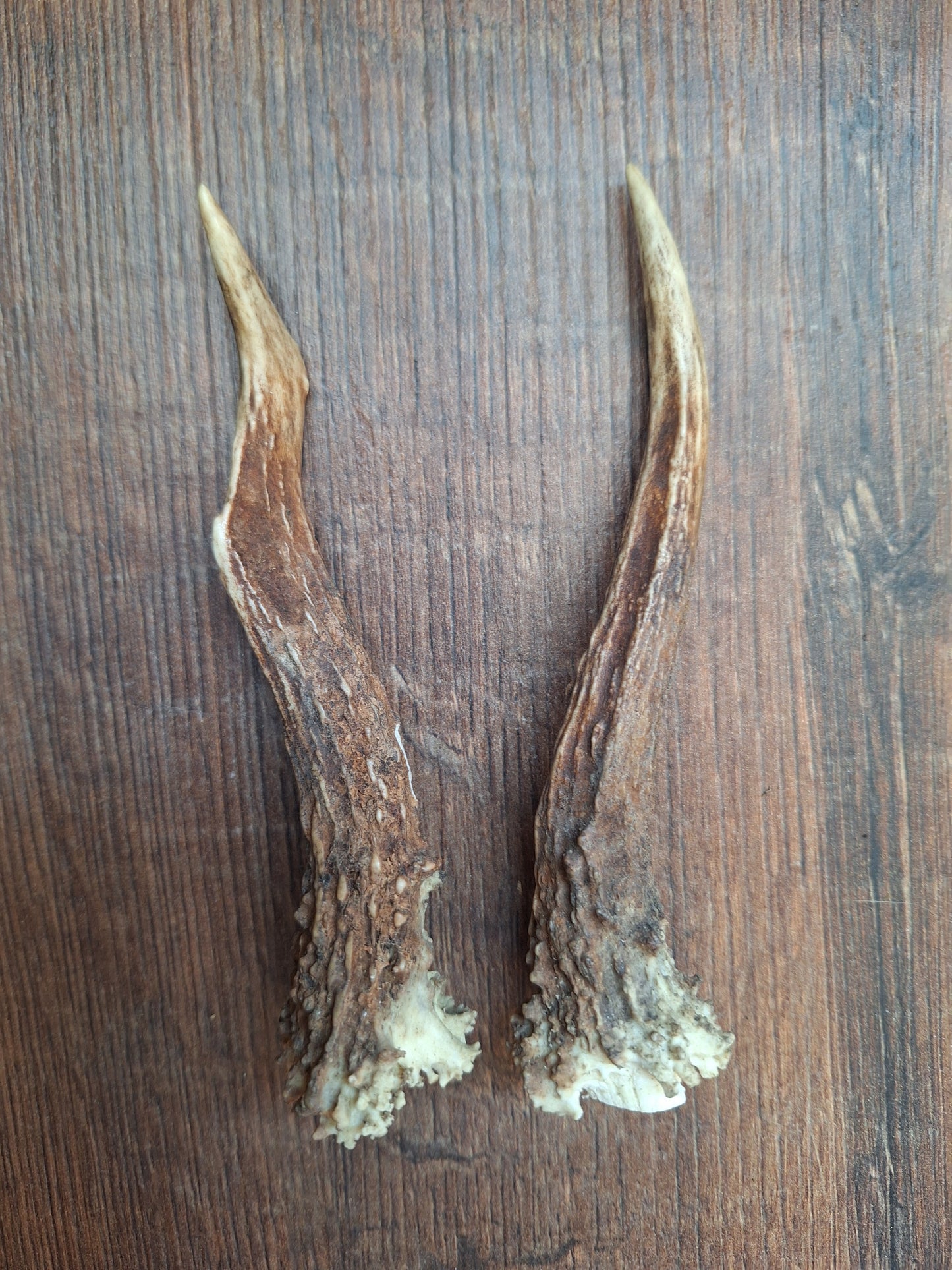 Roe deer antlers, set of two