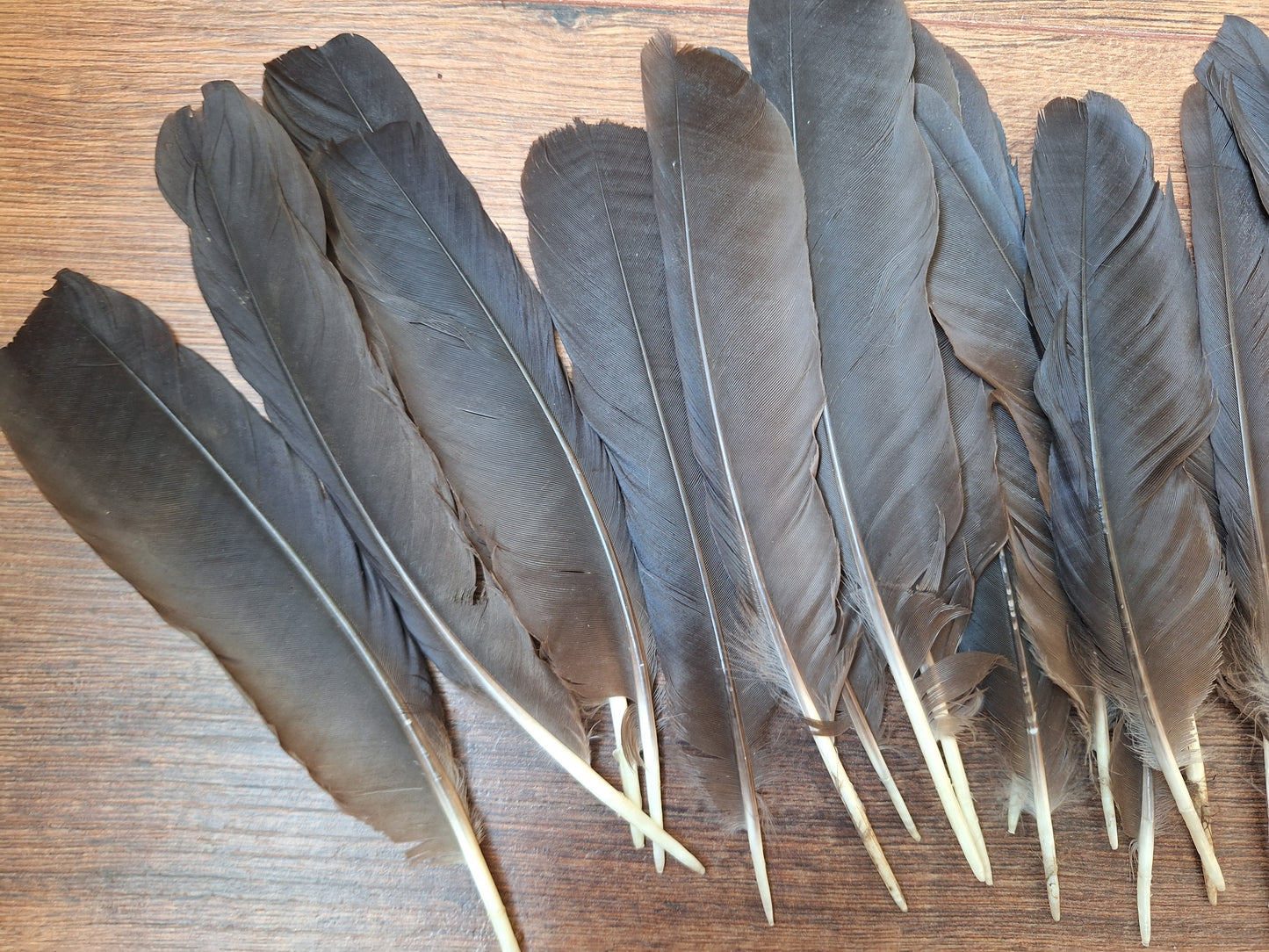 Crow feathers, set of 20