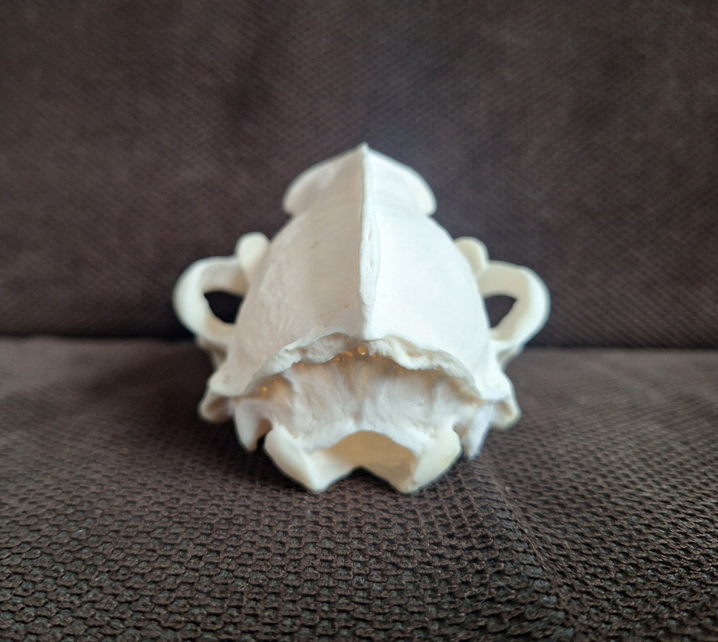 Badger skull #6