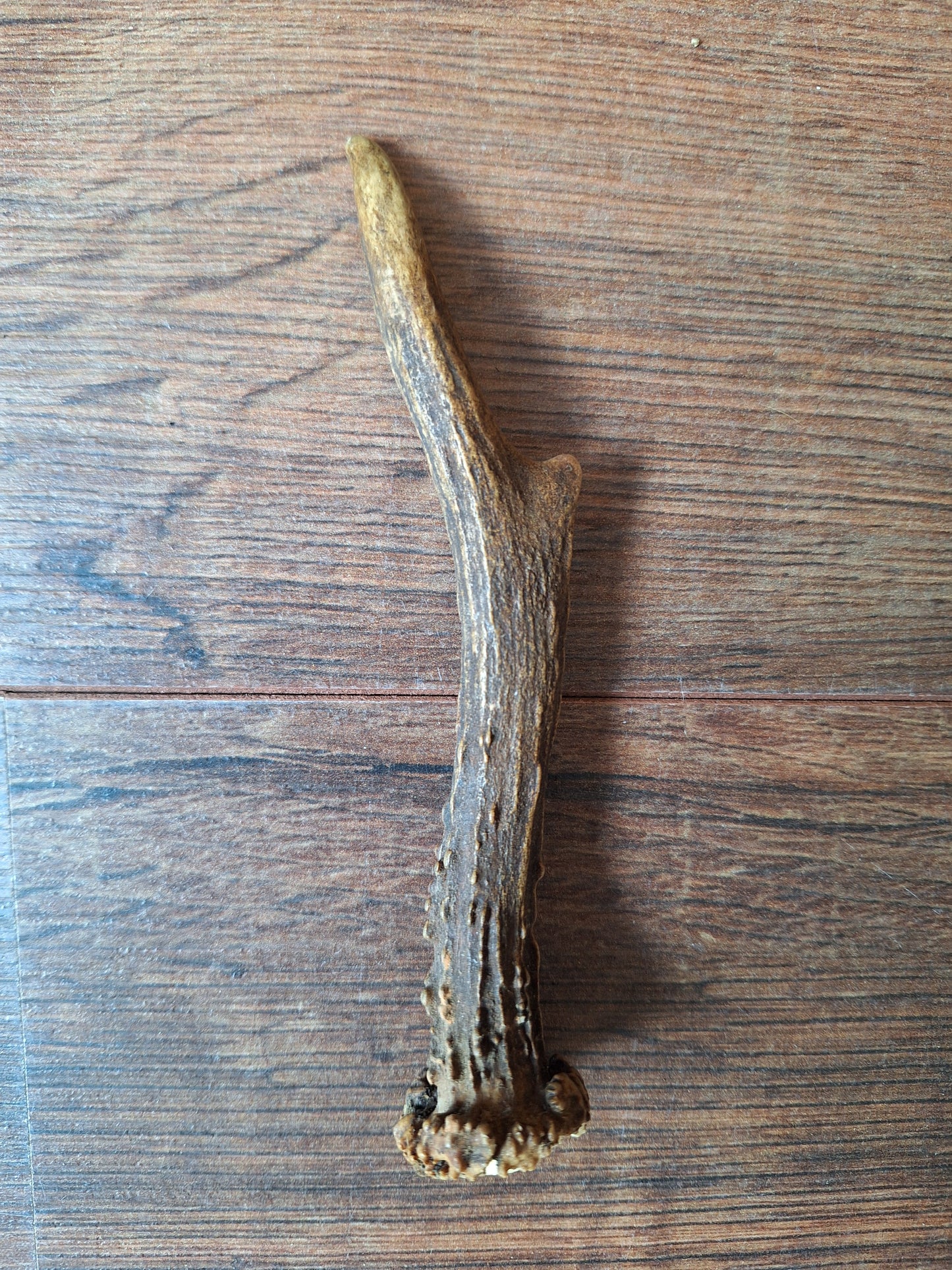 Roe deer antlers small, single