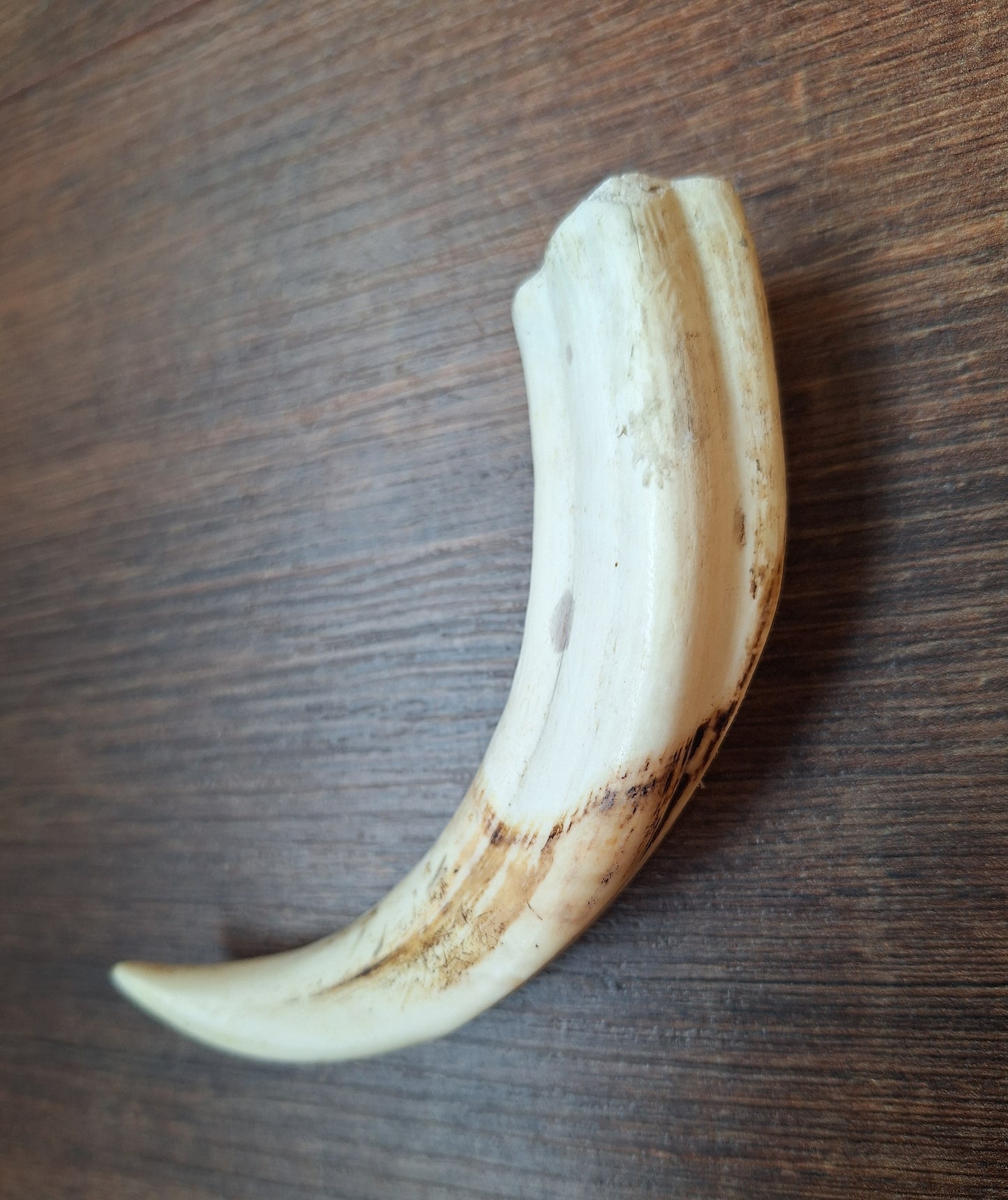 Wart hog tusk