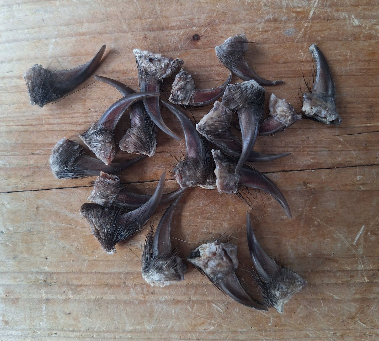 Badger claws #5