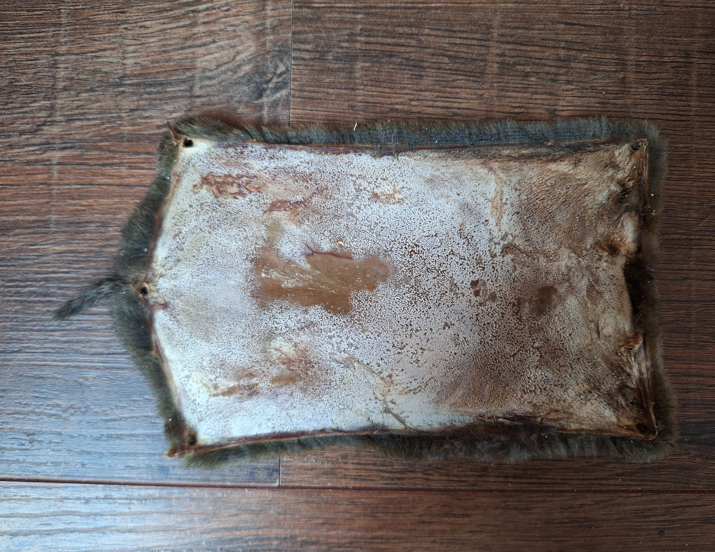 Mole skull and hide set