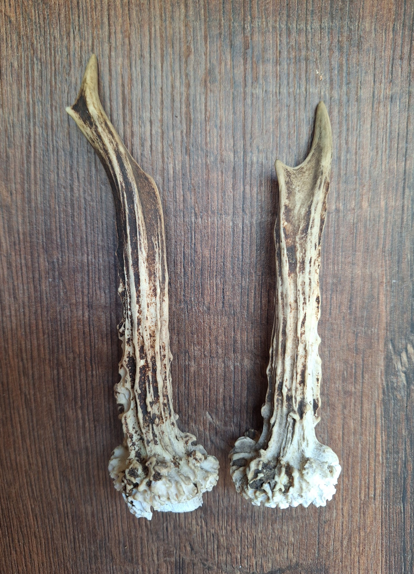 Roe deer antlers, set of two
