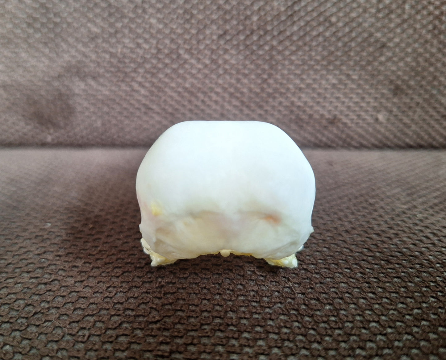 Crow skull #34