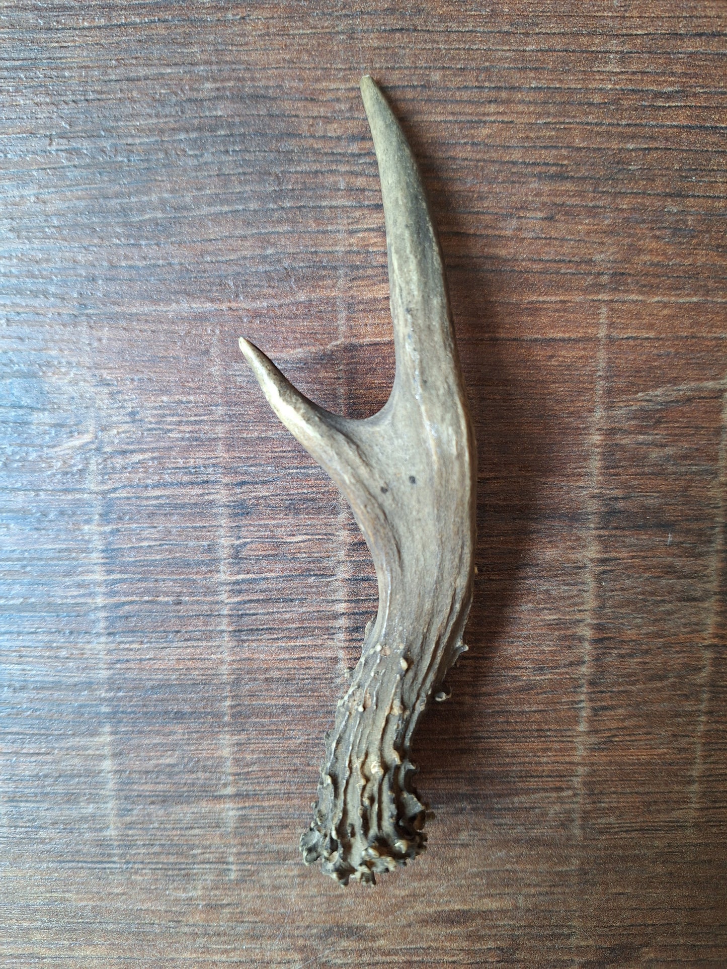 Roe deer antlers small, single