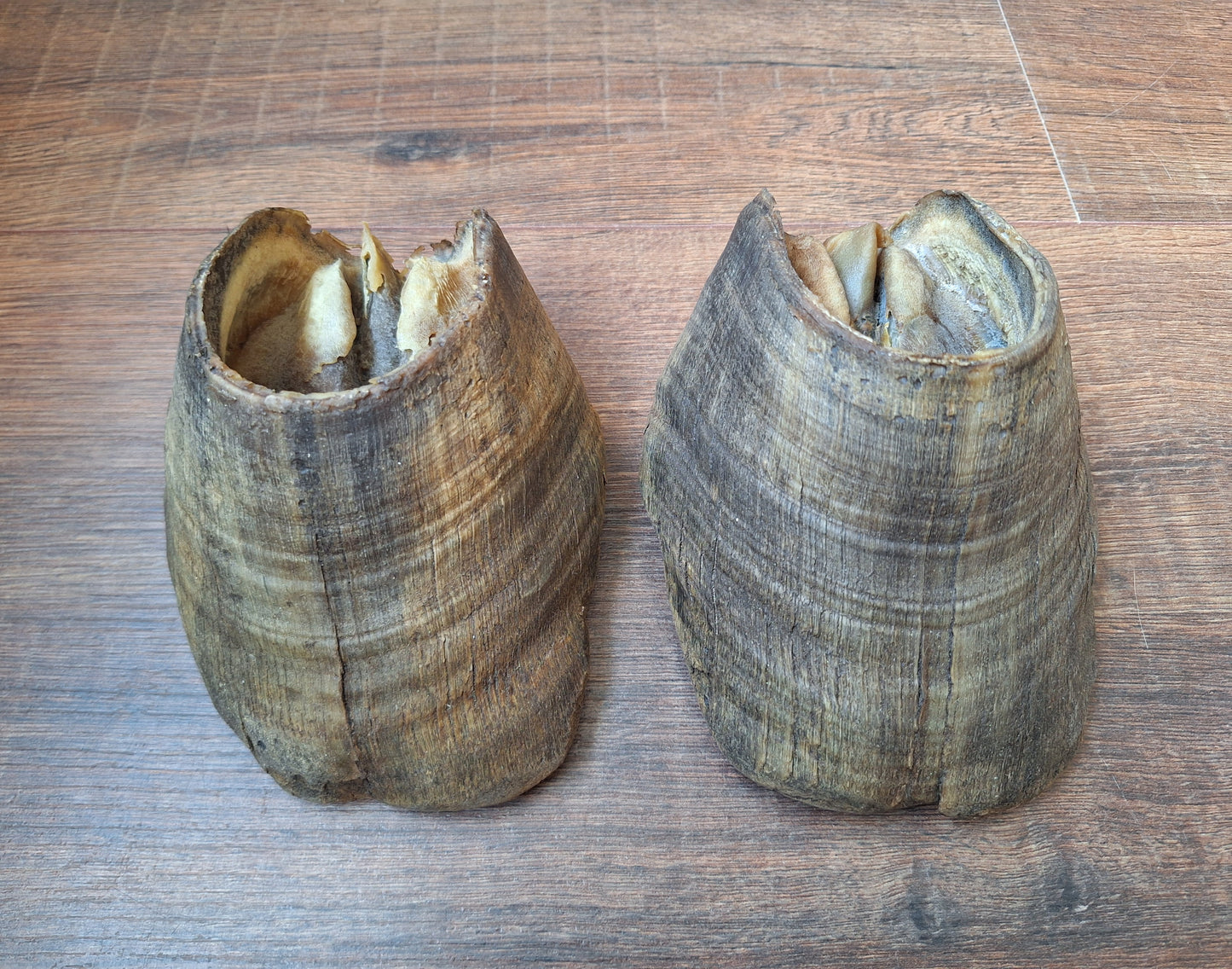 Horse hooves