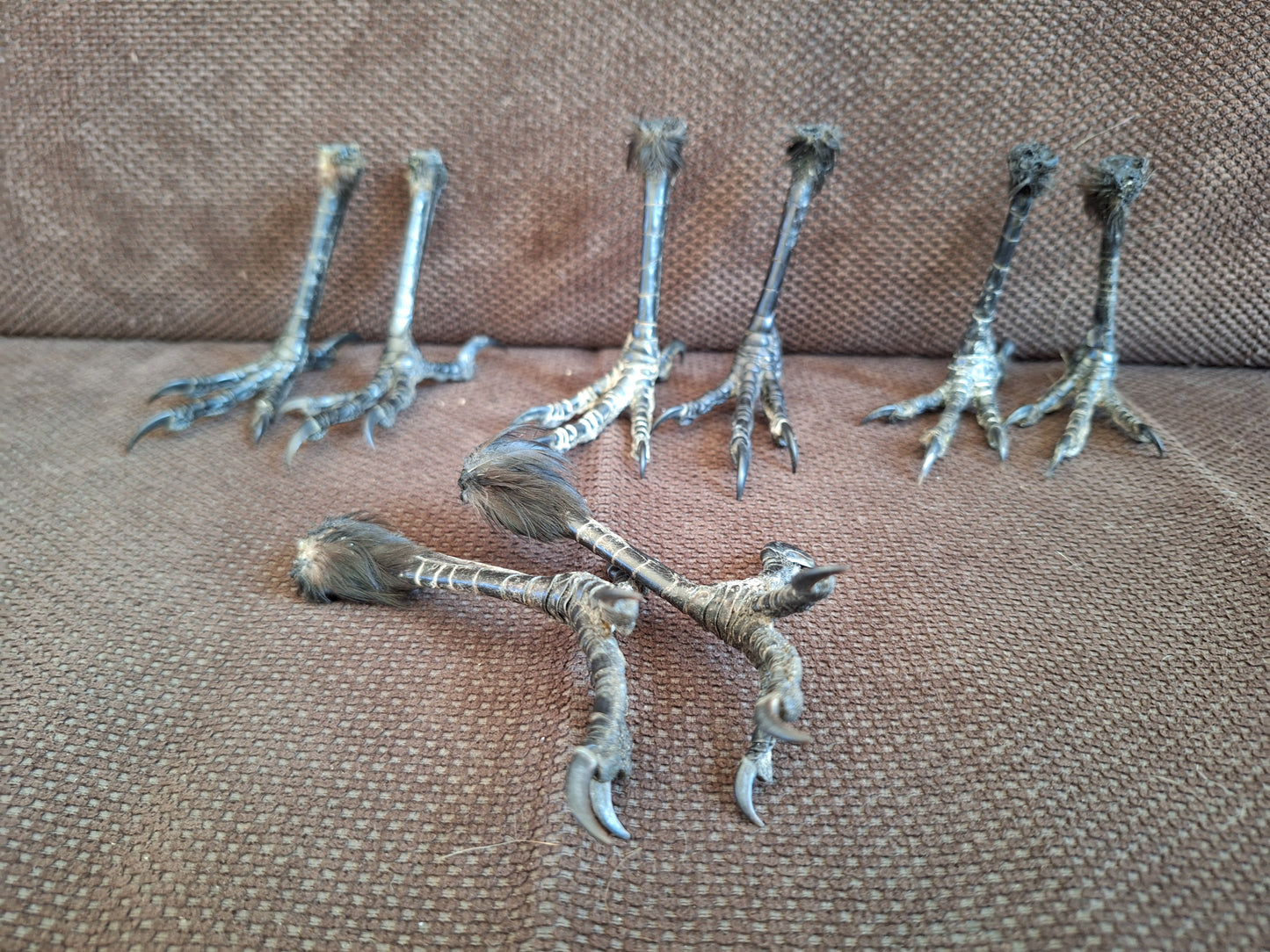 Crow claws pair, standing-shape