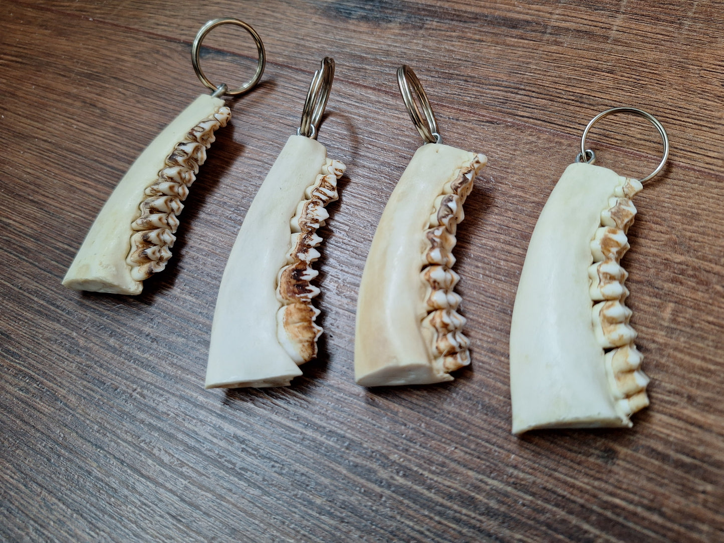 Roe deer jaw keychain