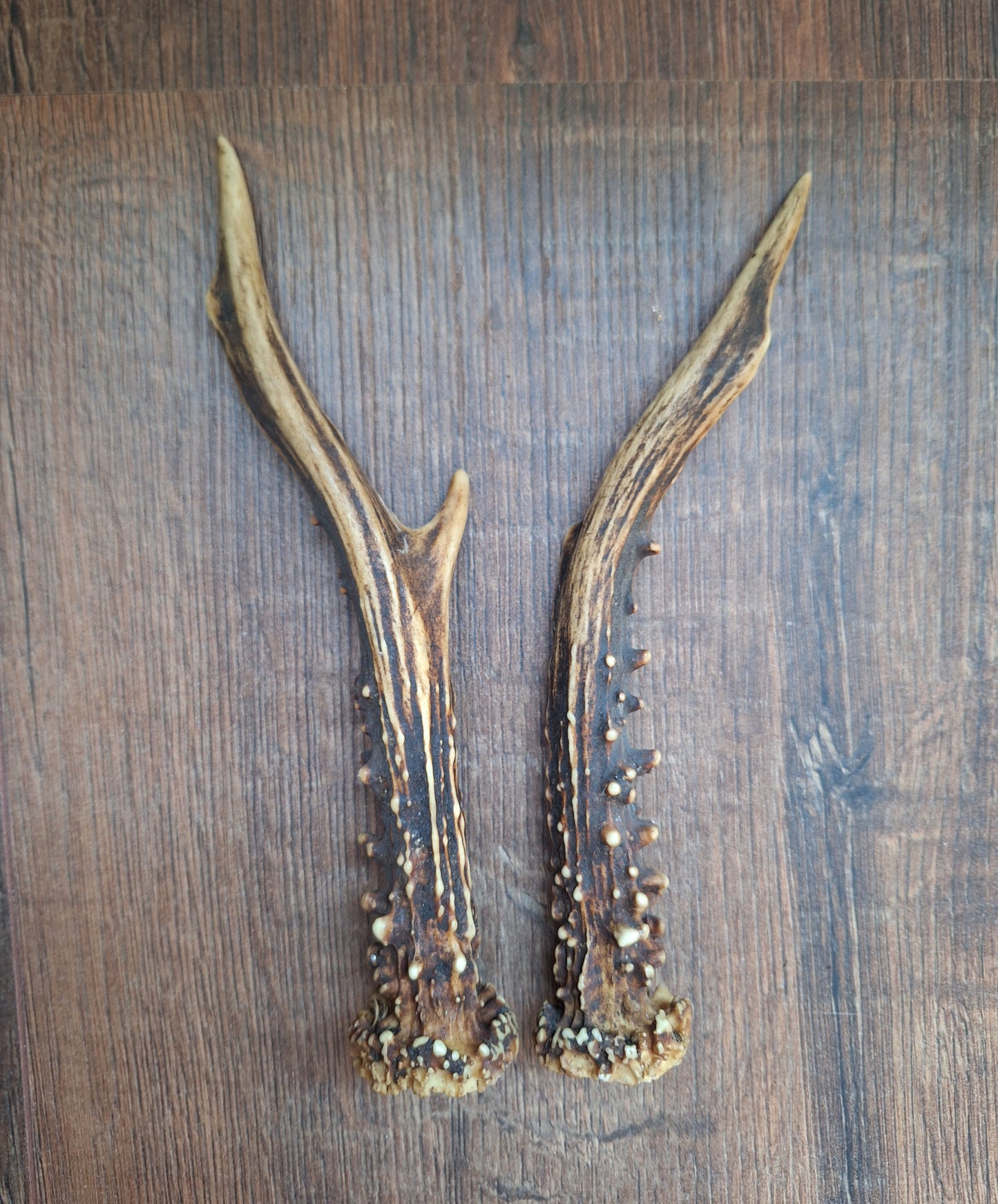 Roe deer antlers, set of two